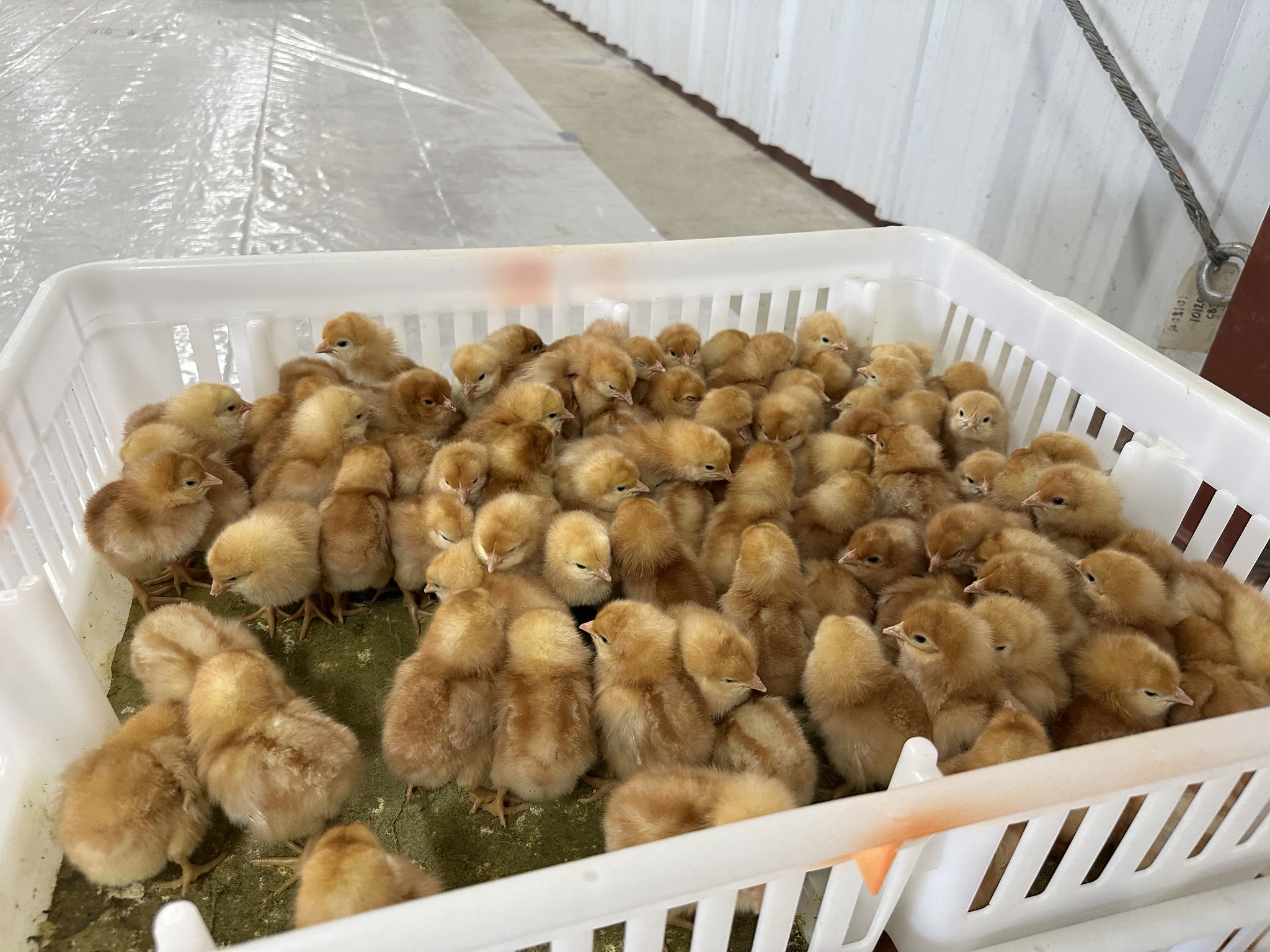READY FOR PICK-UP — Orders of day-old Hy-Line Brown chickens await pick-up by extension county agents to be distributed to more than 1,900 youth in Arkansas and Oklahoma to raise for poultry contests during fair season. (UADA photo.)