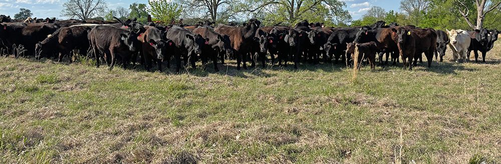 Cattle grazing in Faulkner County, taken April 9, 2026. (UADA photo by Kevin Lawsonl.)