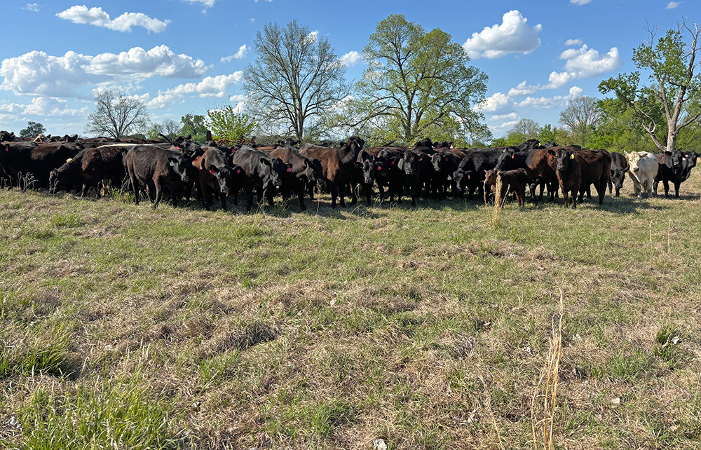 Cattle grazing in Faulkner County, taken April 9, 2026. (UADA photo by Kevin Lawsonl.)