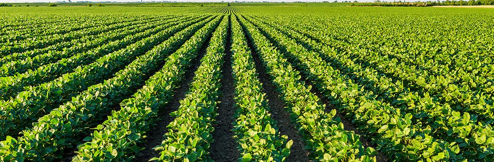 Green ripening soybean field. (Adobe Stock-#180602837 │ oticki)