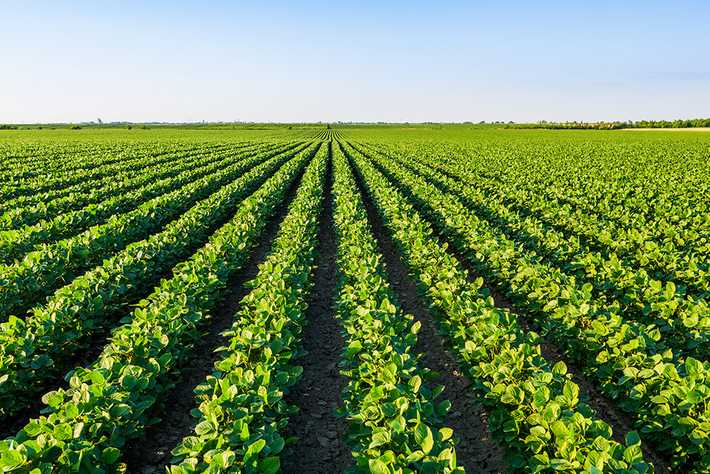 Green ripening soybean field. (Adobe Stock-#180602837 │ oticki)