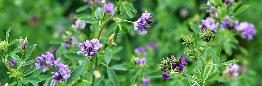 The field is blooming alfalfa. (Adobe Stock-#278624616 │ orestligetka)