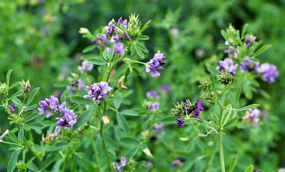 The field is blooming alfalfa. (Adobe Stock-#278624616 │ orestligetka)