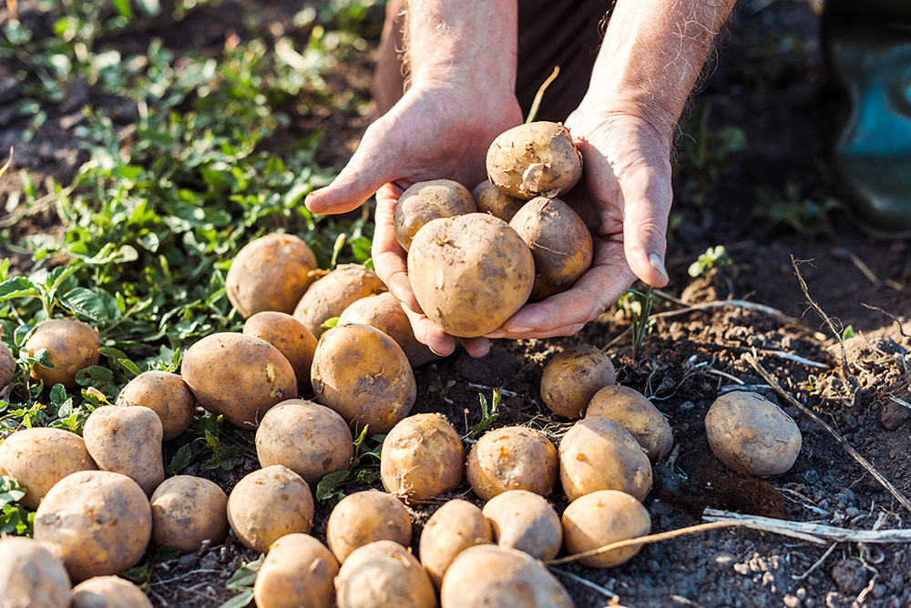 Farmer holding potatoes. (Adobe Stock-#287837428 │ LIGHTFIELD STUDIOS)