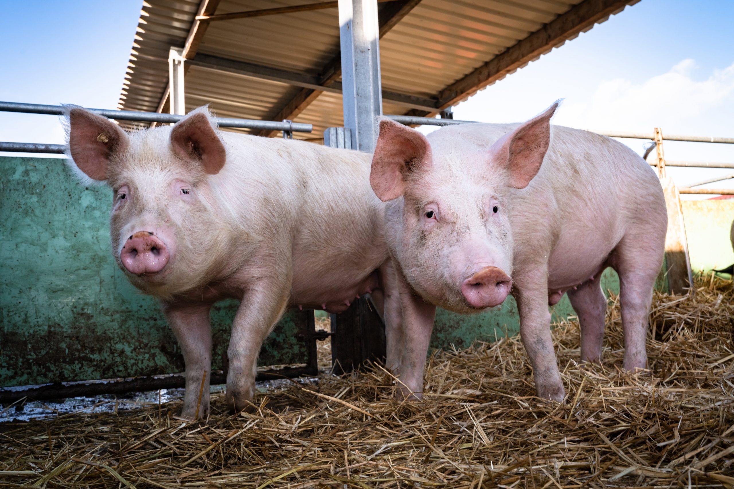 Curious Pigs in the Outdoor Pen. (Adobe Stock-#346576824 │ Countrypixel)