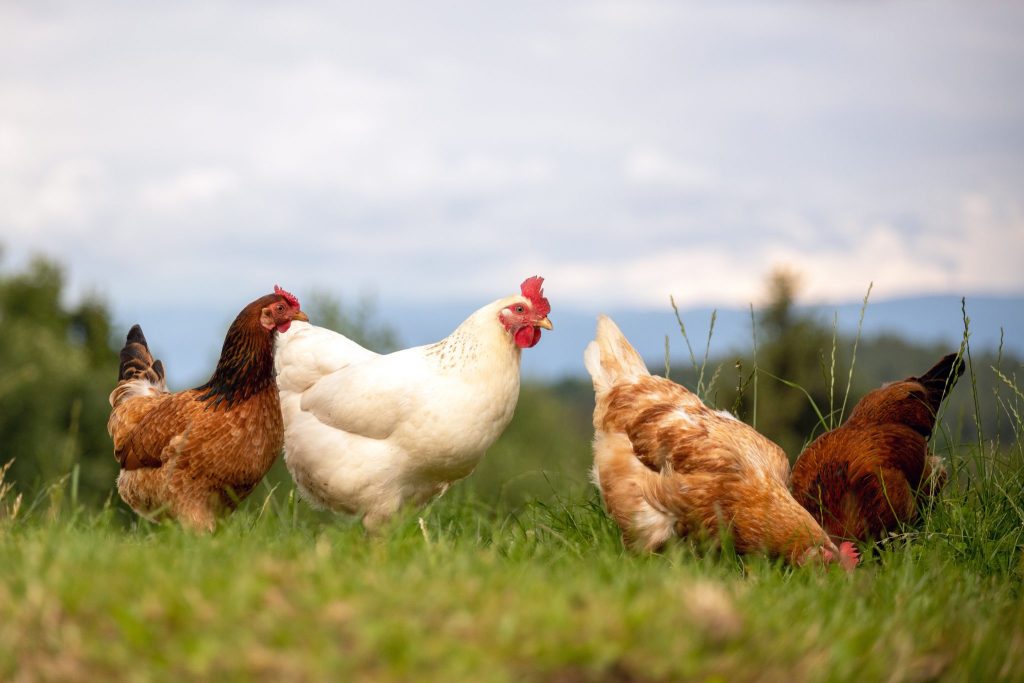 Got chickens? Take the HPJ Poultry Poll