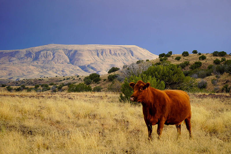 Cow on Y Bar O Ranch. (Courtesy of Hall and Hall)