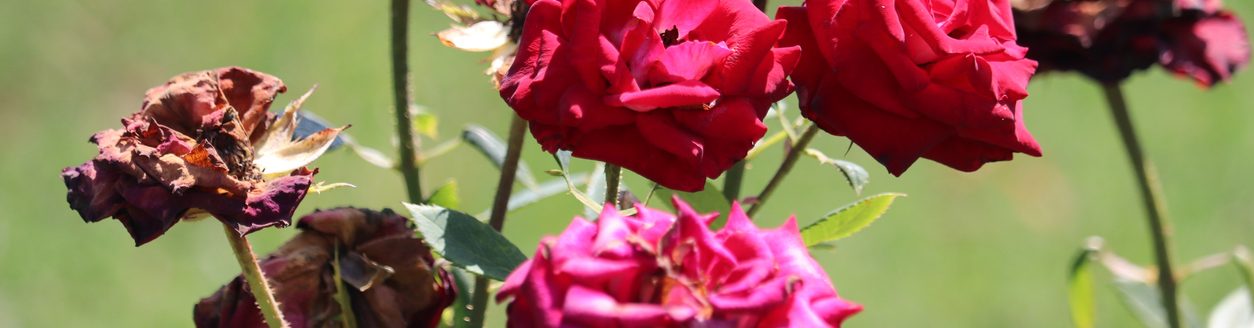 Rose bush with fresh and withered flowers. (iStock-#1166477294 │ photographer)