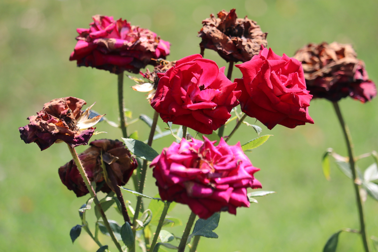 Rose bush with fresh and withered flowers. (iStock-#1166477294 │ photographer)