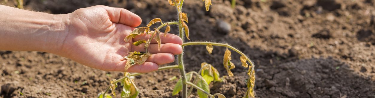 Damaged unprotected tomato plant after cold morning. (iStock-#1318417852 │ FotoDuets)
