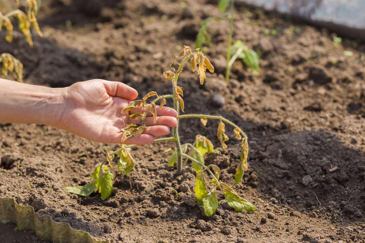 Damaged unprotected tomato plant after cold morning. (iStock-#1318417852 │ FotoDuets)