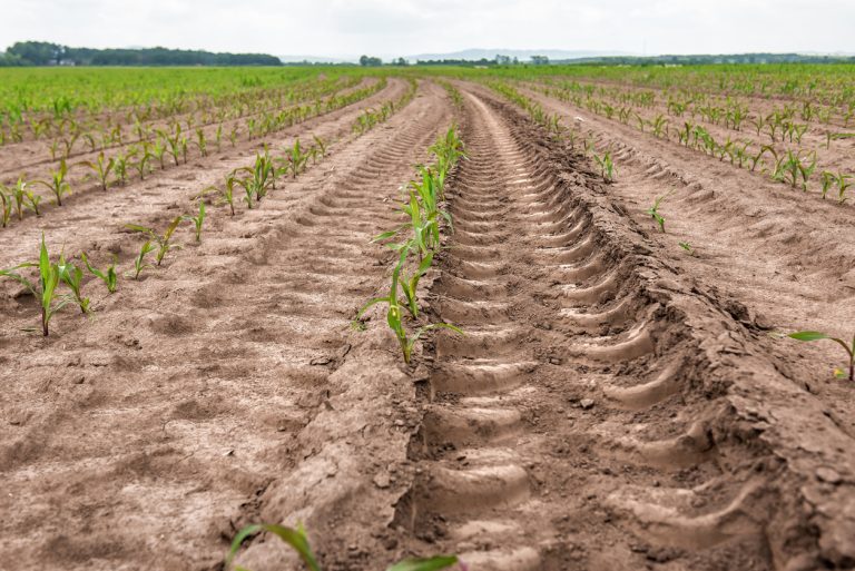 New sprouted corn and tractor track on the field. (iStock-#1464694860 │ vovashevchuk)