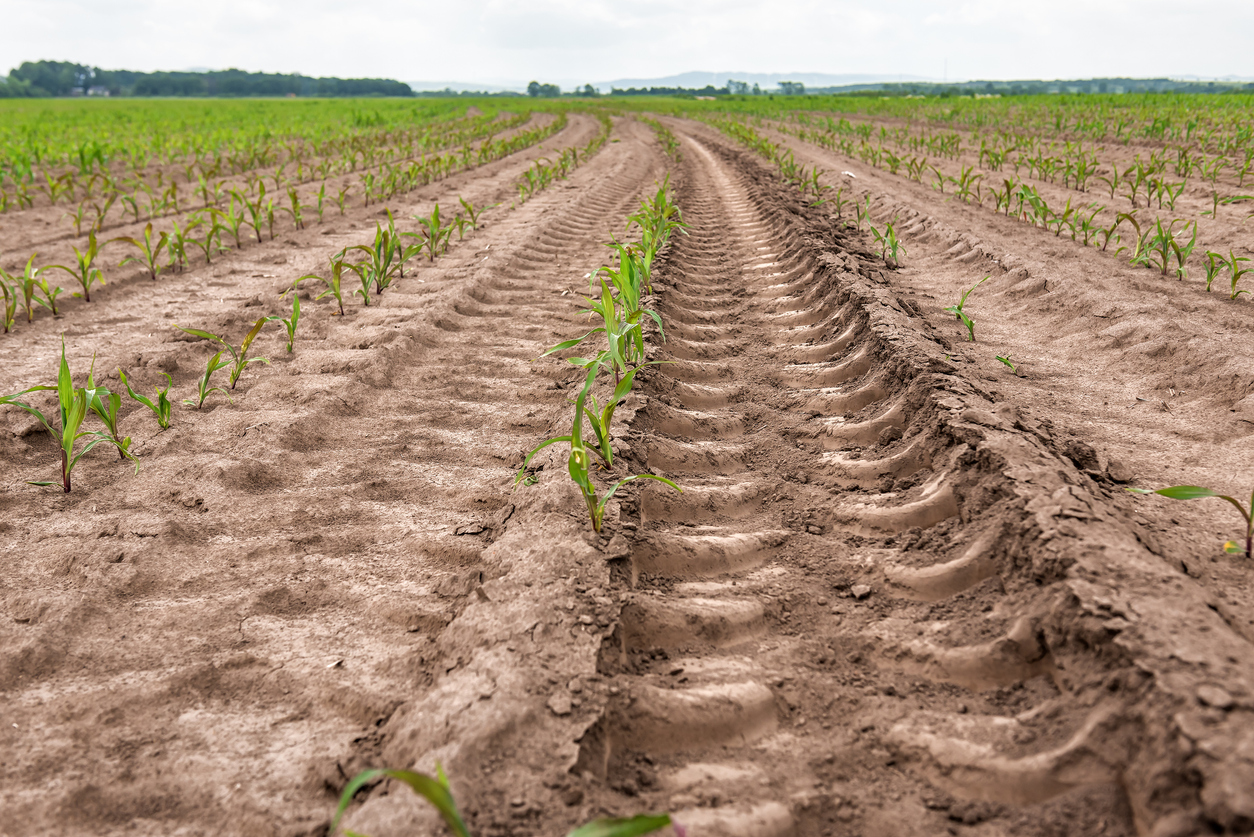 New sprouted corn and tractor track on the field. (iStock-#1464694860 │ vovashevchuk)