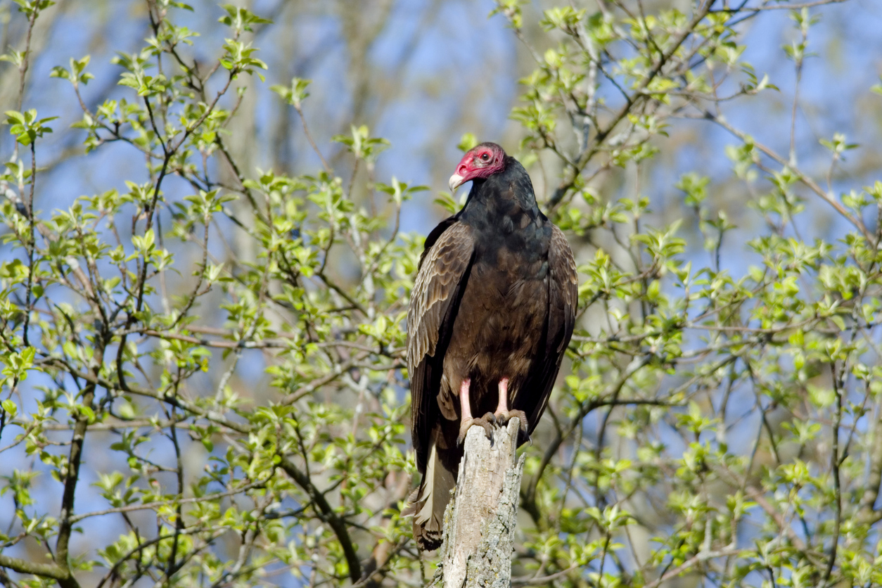 Turkey vulture. (iStock-#91047801 │ jeminijoseph)