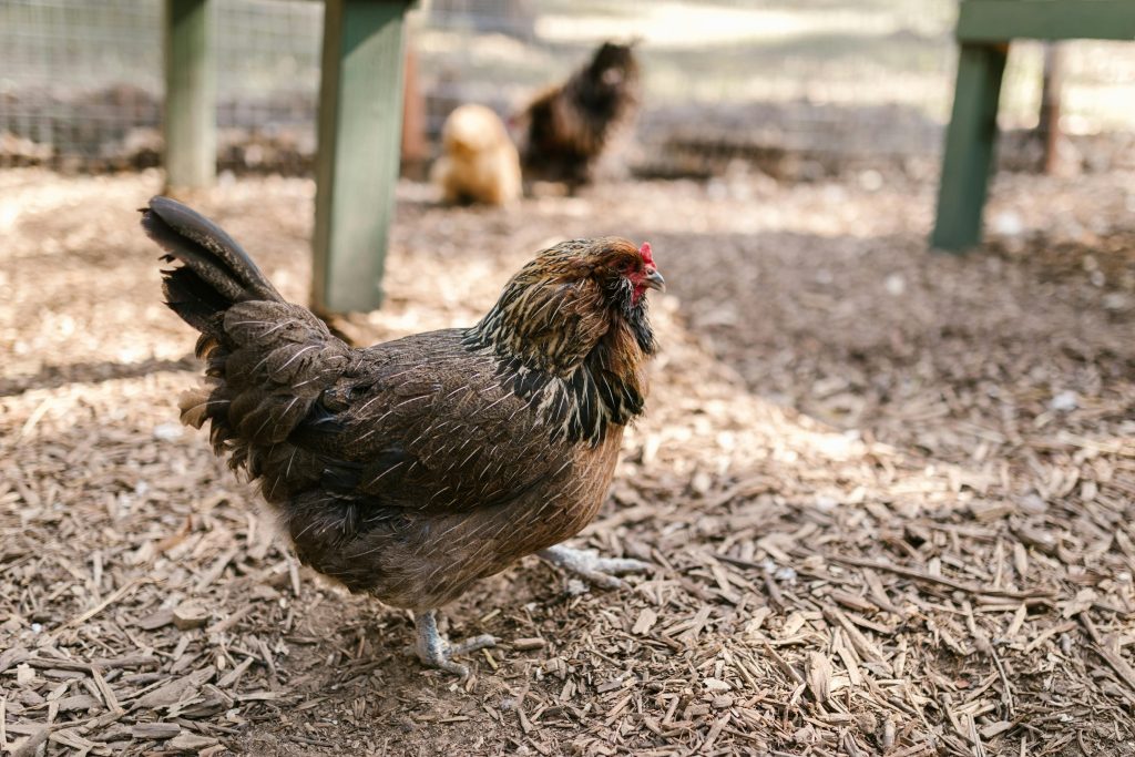 Breaking down the breed: Easter egger