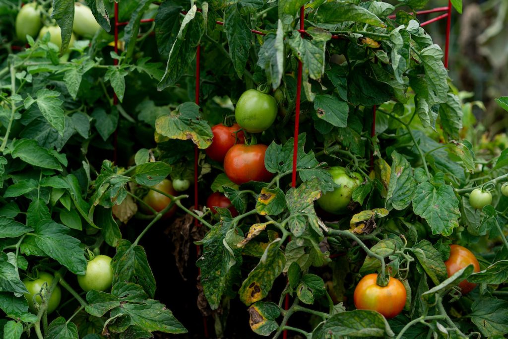 Tomatoes are a home gardening staple. Take action to protect your plants and tomato production as soon as you see signs that the plant may have an issue, like these yellowing, spotty leaves. (Laura McKenzie/Texas A&M AgriLife)
