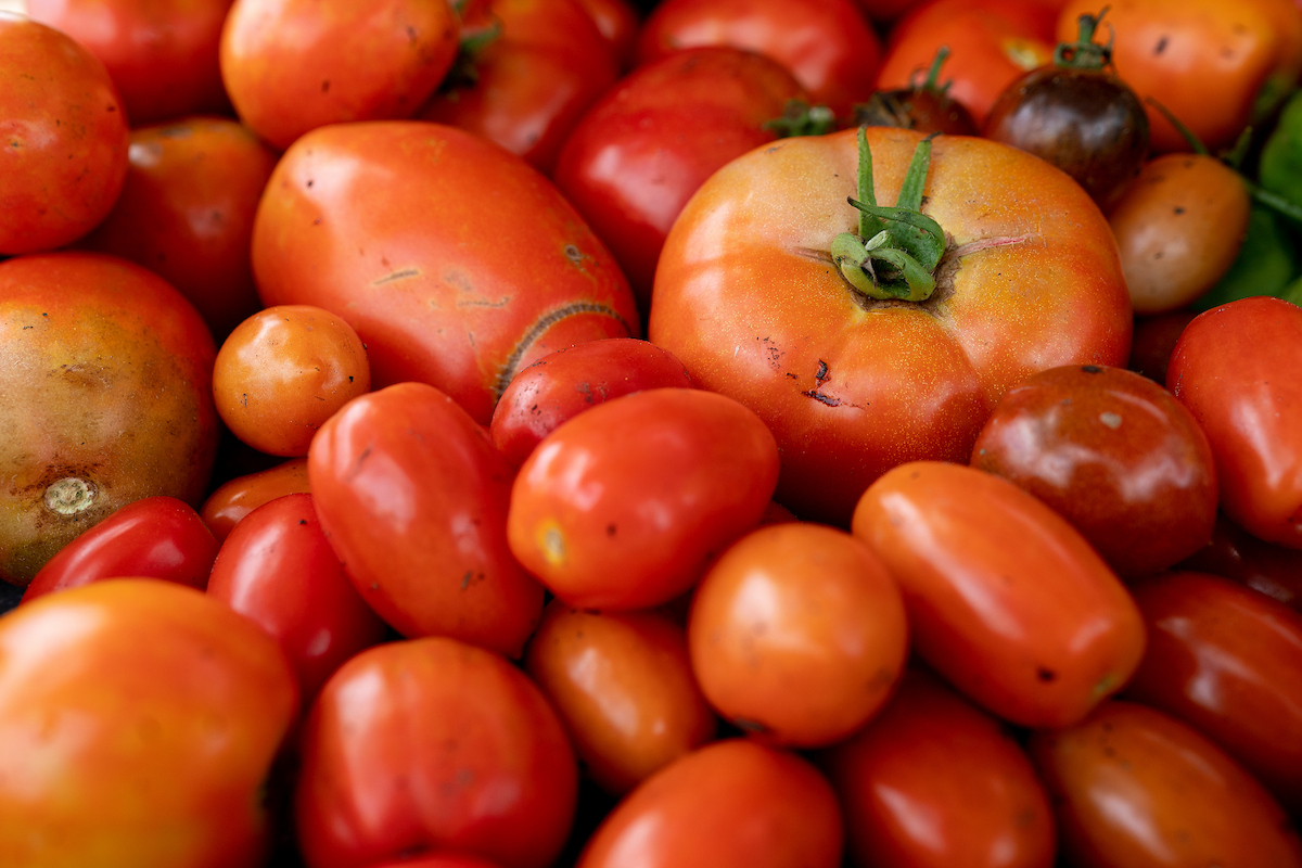 Keeping tomato plants properly fed, watered and protected from pests and diseases can lead to a bountiful harvest for home gardeners. (Laura McKenzie/Texas A&M AgriLife)