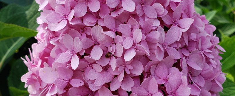Hydrangeas burst with blooms summer and fall in colors ranging from blues and white to lavender and pinks. (Photos courtesy of Katie Kammler │ University of Missouri Extension)