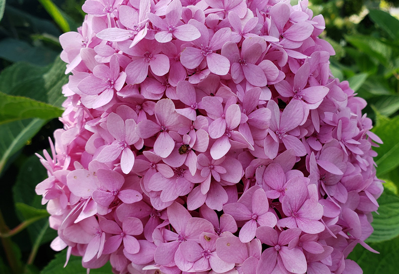 Hydrangeas burst with blooms summer and fall in colors ranging from blues and white to lavender and pinks. (Photos courtesy of Katie Kammler │ University of Missouri Extension)