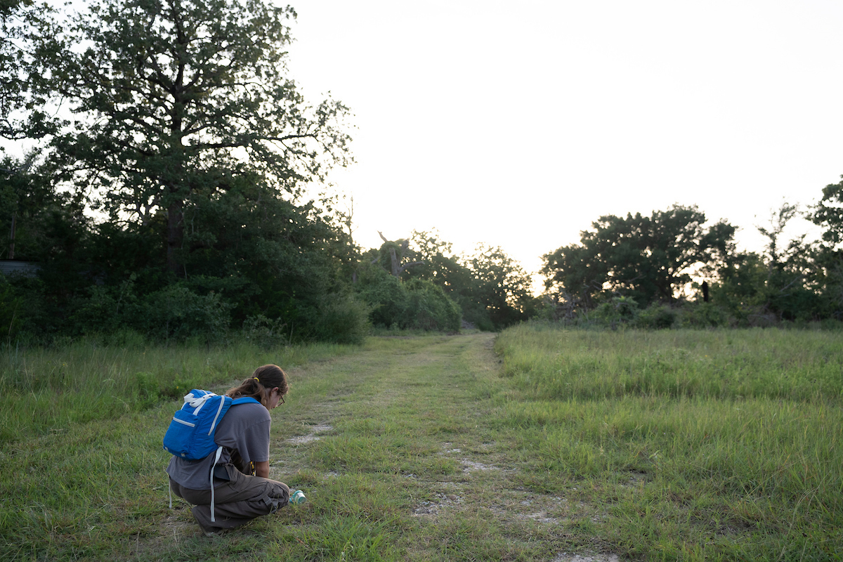Taking precautions before and after you venture into places that make ideal hiding spots for chiggers can prevent the itchy, scratchy bites they can leave behind. (Chris Swann/Texas A&M AgriLife)