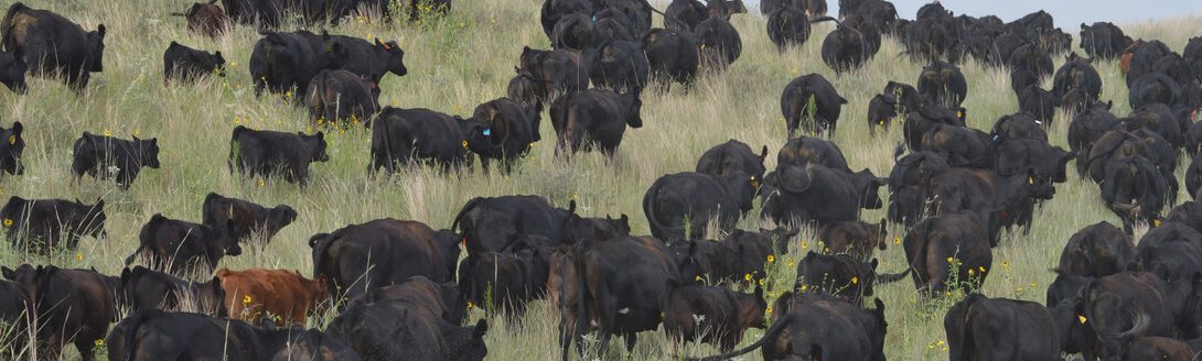 Cattle are seen at the Diamond Bar Ranch north of Stapleton, Nebraska. (Natalie Jones | IANR Communications)