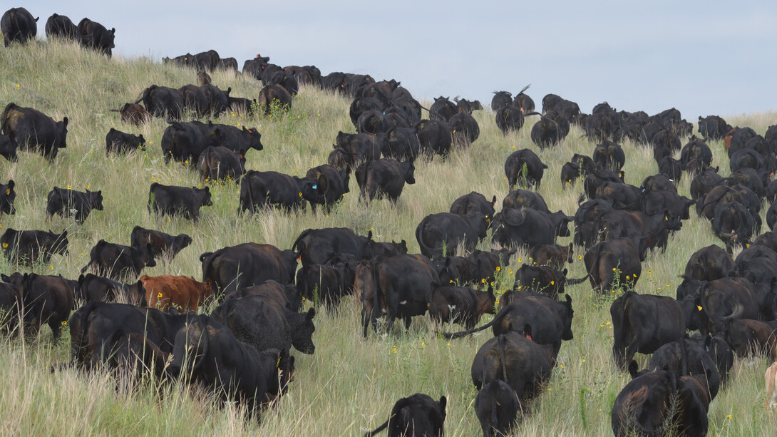 Cattle are seen at the Diamond Bar Ranch north of Stapleton, Nebraska. (Natalie Jones | IANR Communications)