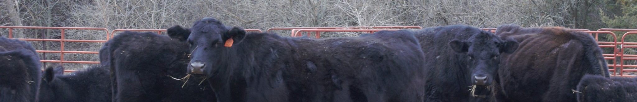 Black Angus out in the field. (Photos courtesy of K-State Research and Extension)