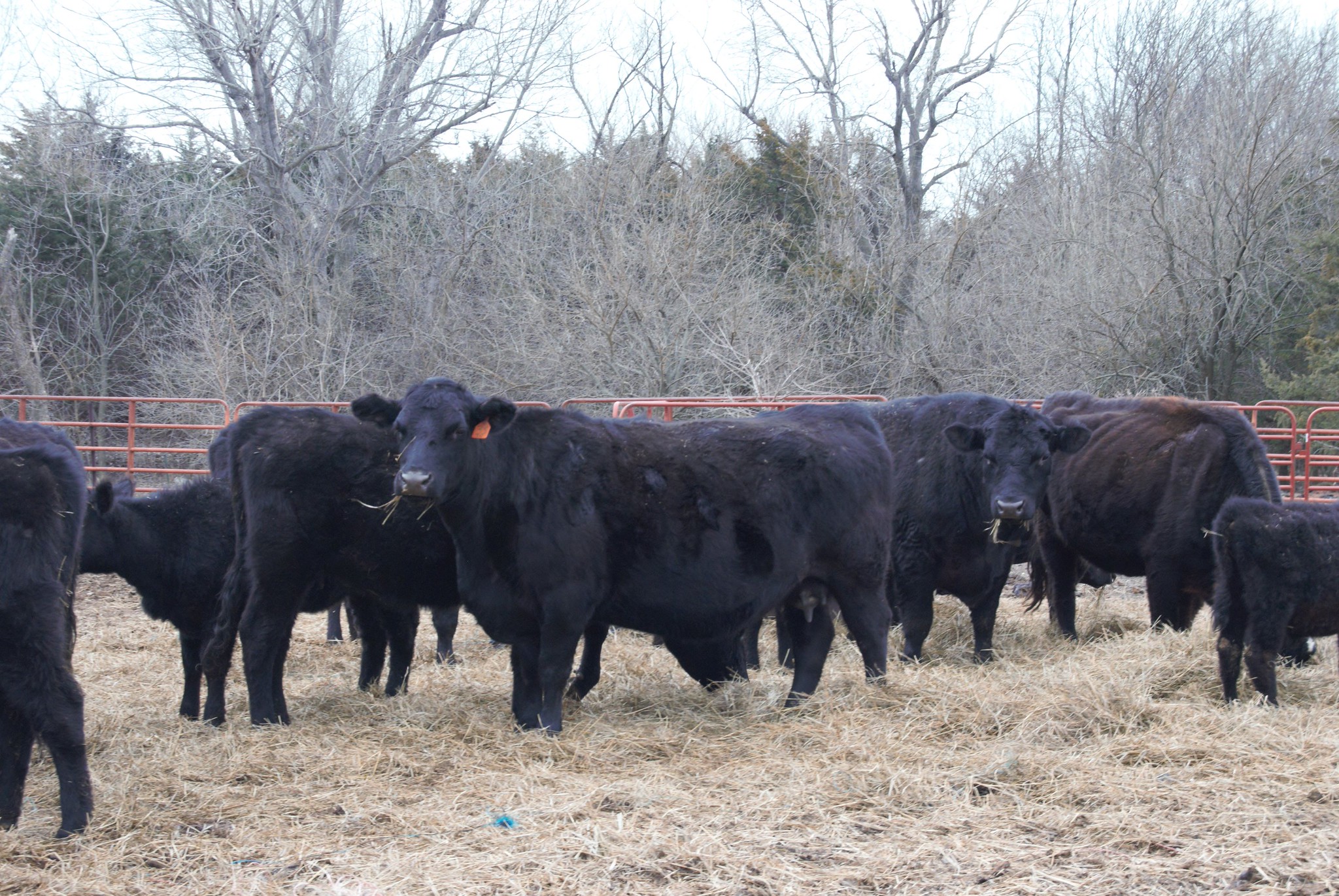 Black Angus out in the field. (Photos courtesy of K-State Research and Extension)