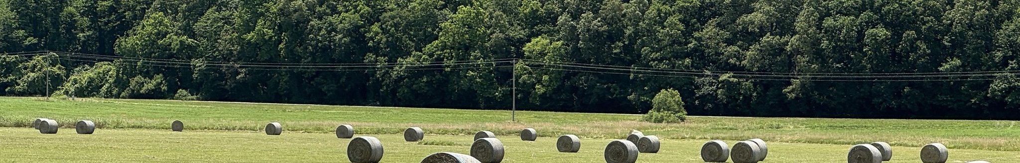 Hay bales dot a meadow near Madison, Arkansas. 2024 file photo. (UADA image by Mary Hightower)