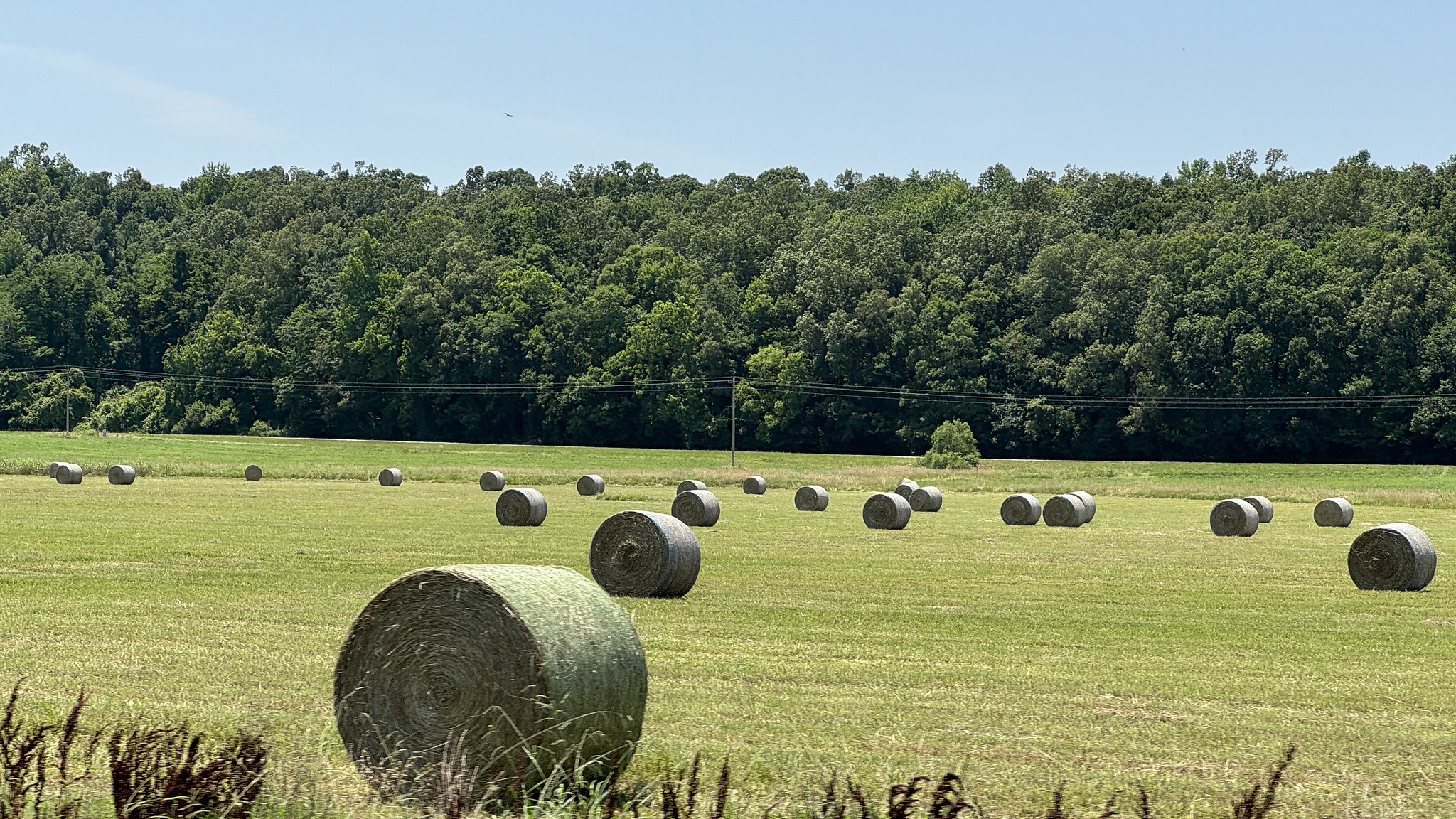Hay bales dot a meadow near Madison, Arkansas. 2024 file photo. (UADA image by Mary Hightower)