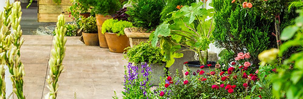Flower pot decoration in cozy home flower garden. (Adobe Stock-#220506404 │ moccabunny)
