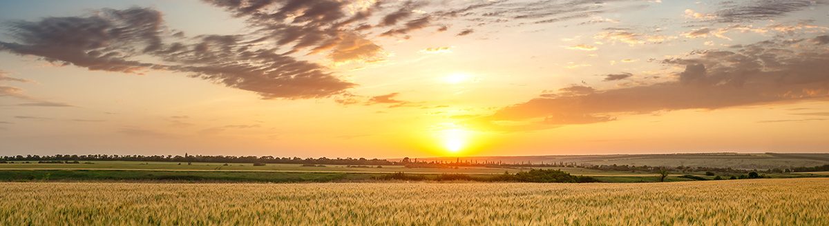 Summer agricultural landscape with wheat field and clouds on beautiful evening. (Adobe Stock-#359366852 │ firewings)