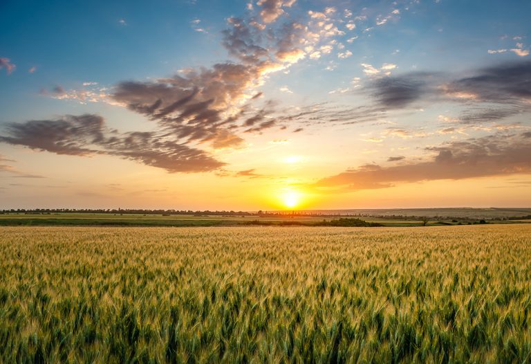 Summer agricultural landscape with wheat field and clouds on beautiful evening. (Adobe Stock-#359366852 │ firewings)
