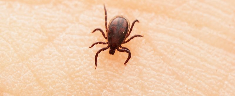 Tick. (Adobe Stock-#82680278 │ Chalabala)