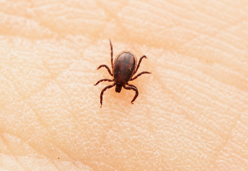 Tick. (Adobe Stock-#82680278 │ Chalabala)