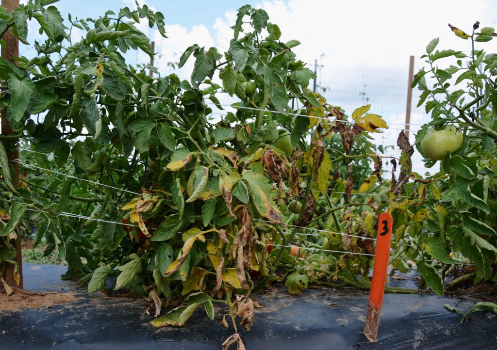Yellowing and dying leaves are tell-tale signs that your tomato plants need attention. Fungal pathogens like early blight typically start on the bottom leaves, while yellowing can be a sign of nutrient deficiencies. (Texas A&M AgriLife)