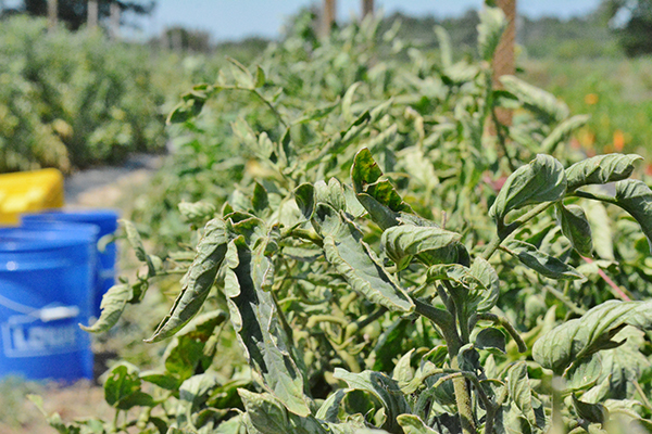 Curling leaves can be an early sign of environmental stress that can impact tomato yields. (Adam Russell/Texas A&M AgriLife)