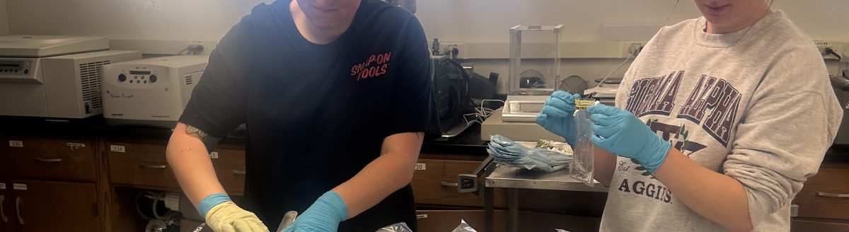 Researchers with the Texas A&M Department of Poultry Science collect samples from the bottoms of shoes covered in plastic bags during research evaluating disinfectant effectiveness under real-world poultry farm conditions. (LindseyWythe/Texas A&M AgriLife)