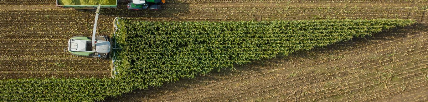 Forage harvester on maize cutting for silage in field. (iStock-#1713783185 │ Frederick Doerschem)