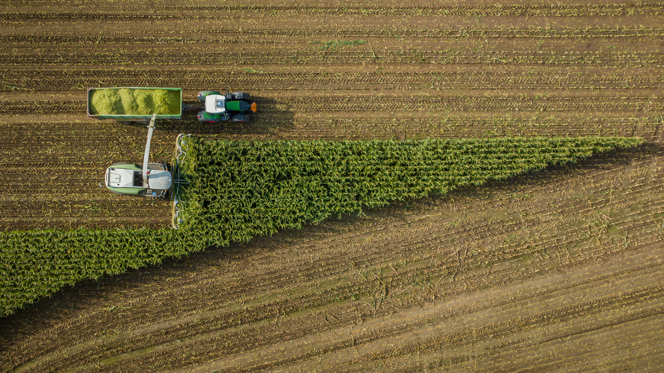 Forage harvester on maize cutting for silage in field. (iStock-#1713783185 │ Frederick Doerschem)