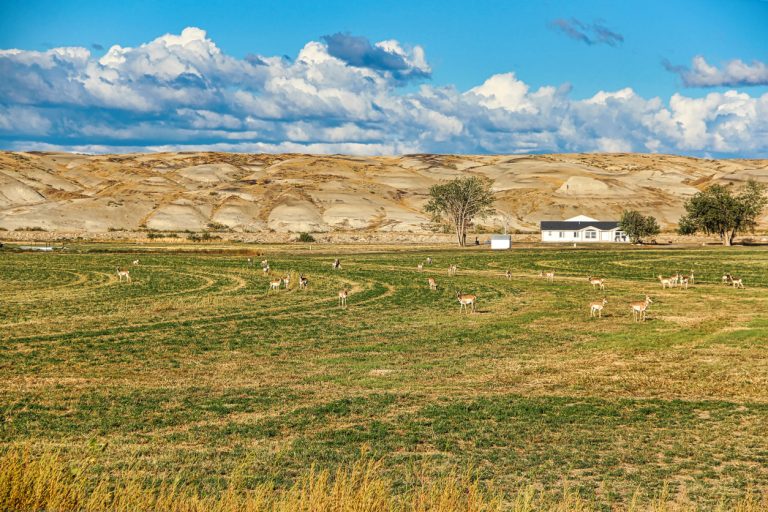 Pronghorn live on the open expansive prairies of Wyoming. (iStock-#2252281416 │ LMSwanson)