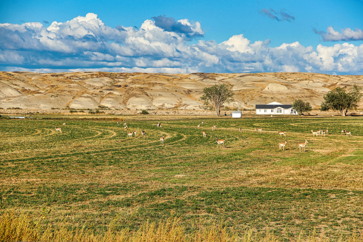 Pronghorn live on the open expansive prairies of Wyoming. (iStock-#2252281416 │ LMSwanson)