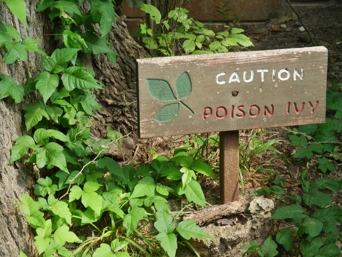 Sign with poison ivy plants around. (iStock-#951410190 │ GemStocks)