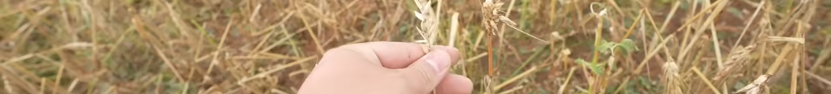 Hayden On Harvest Hail Damaged Wheat