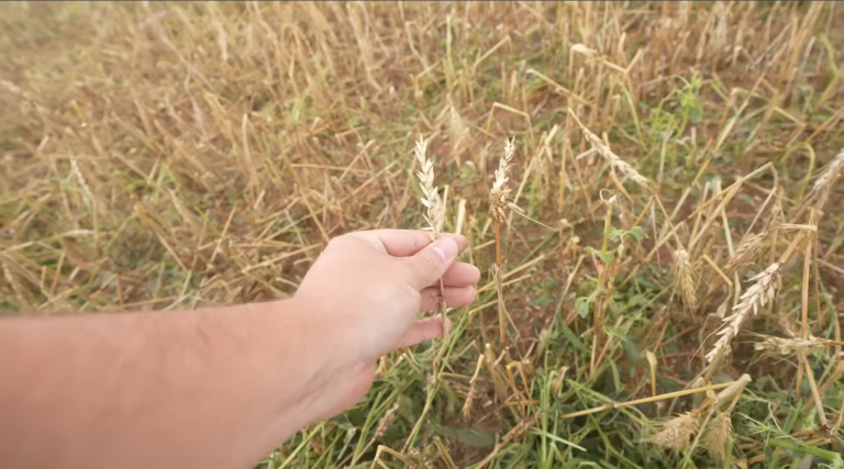 Hayden On Harvest Hail Damaged Wheat