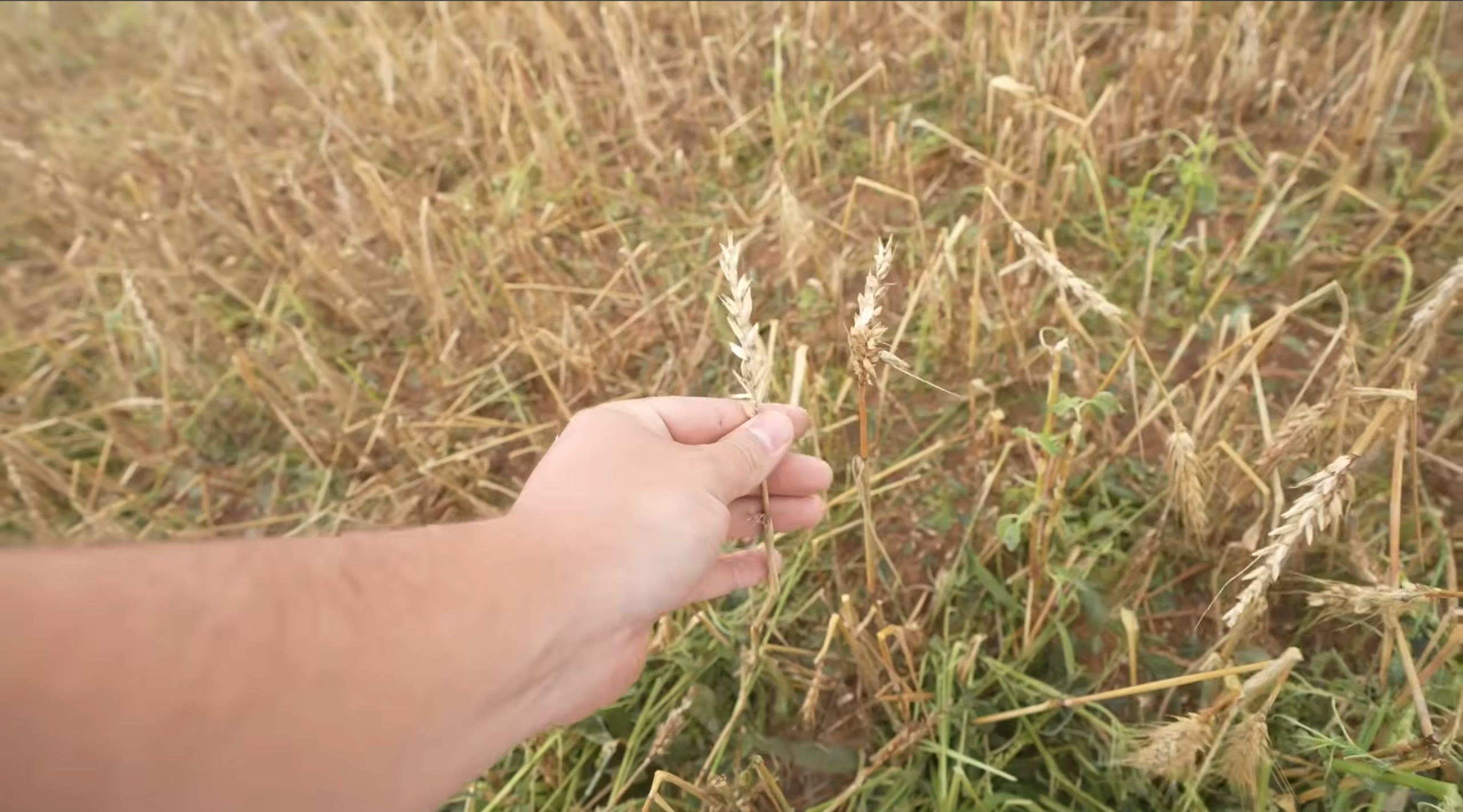 Hayden On Harvest Hail Damaged Wheat