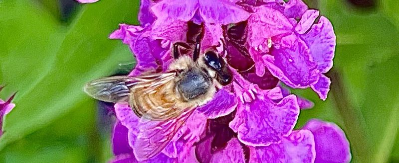 Flowers put out the welcome mat for pollinators not only with their bright colors but also their fragrance. (Photo by Linda Geist)
