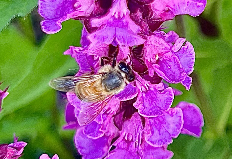 Flowers put out the welcome mat for pollinators not only with their bright colors but also their fragrance. (Photo by Linda Geist)