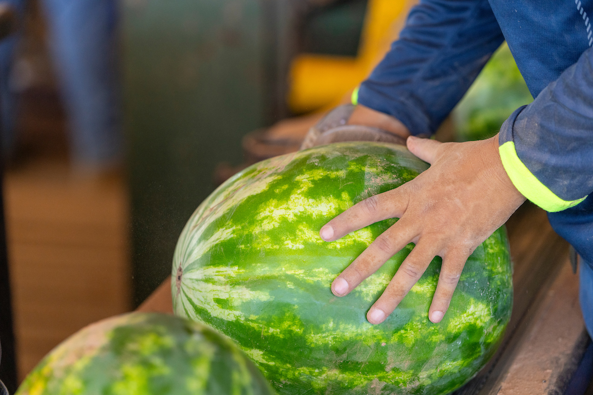 The 2026 watermelon season has been a difficult one for Texas growers. Wet conditions created a number of issues and poor prices exacerbated those issues. (Michael Miller/Texas A&M AgriLife)