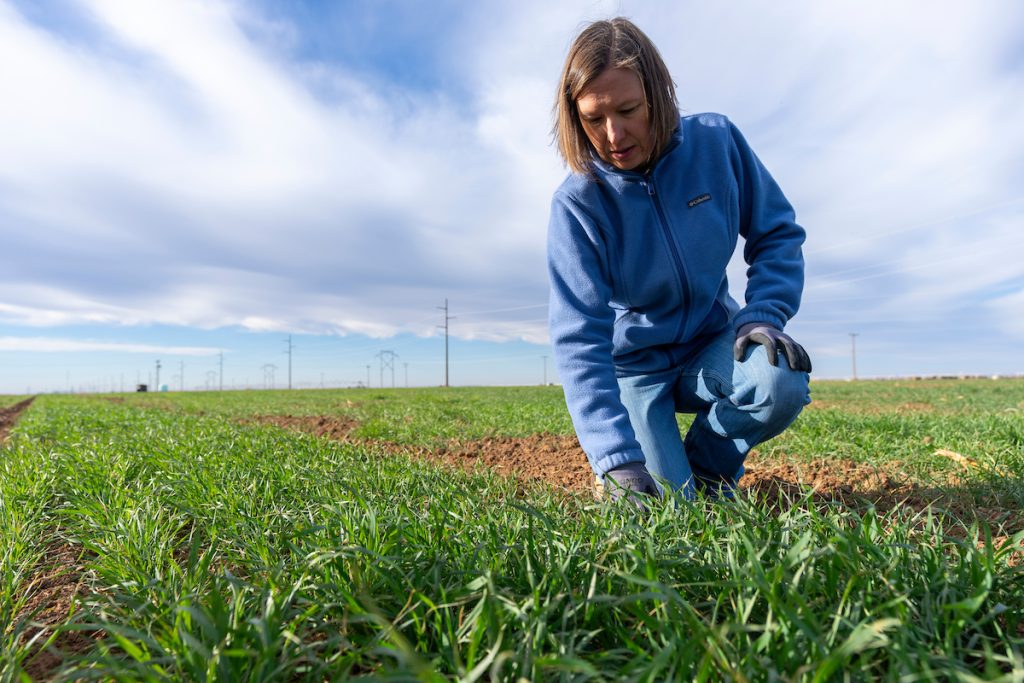 Shannon Baker in a wheat field on Thursday, Nov 02, 2023 in Amarillo, Texas. (Michael Miller/Texas A&M AgriLife Marketing and Communications)